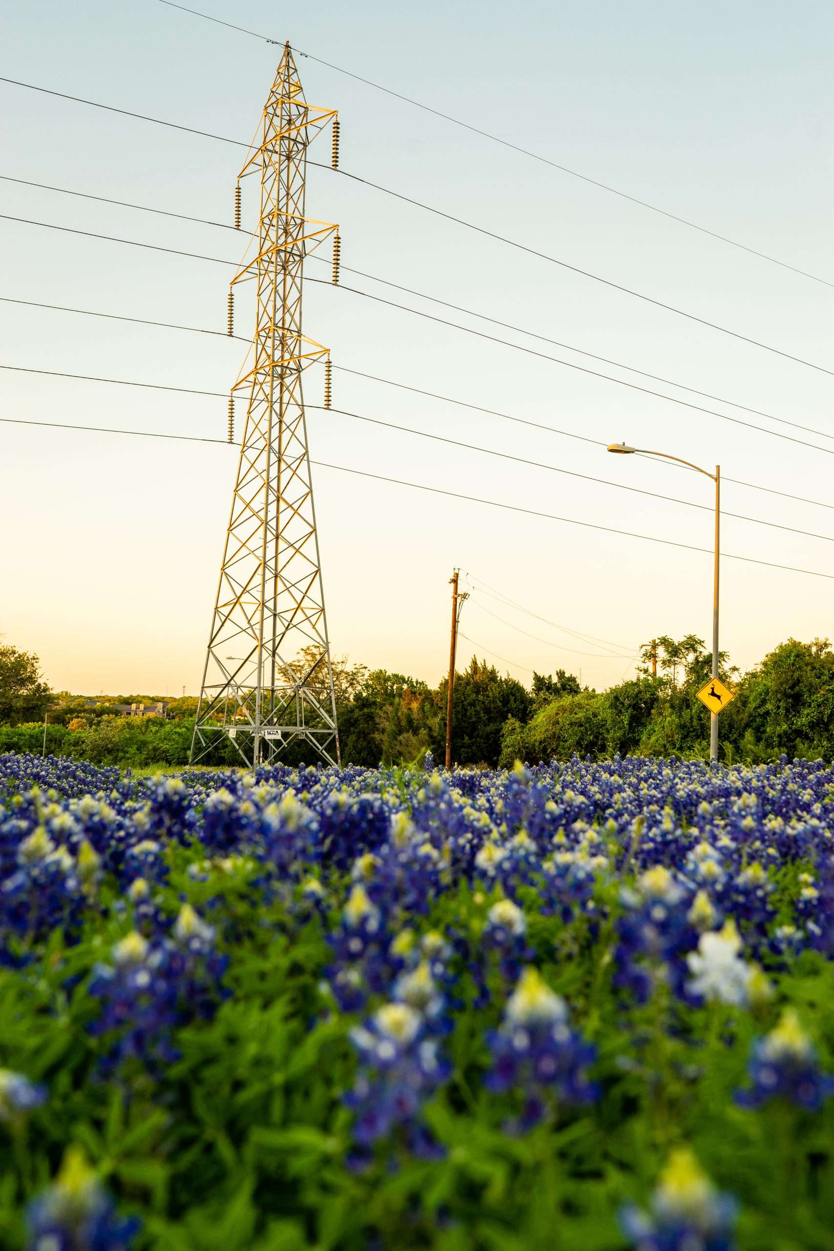 hundreds-of-beautiful-bluebonnet-flowers-bloom-in-2025-10-16-08-44-13-utc Men's and women's sober living Frisco McKinney